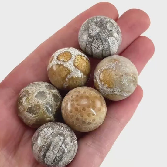 Coral Fossil Sphere | polished fossilized coral crystal ball