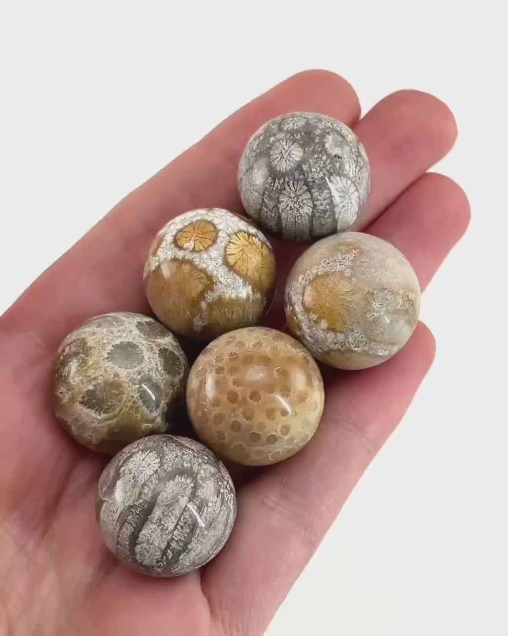 Coral Fossil Sphere | polished fossilized coral crystal ball