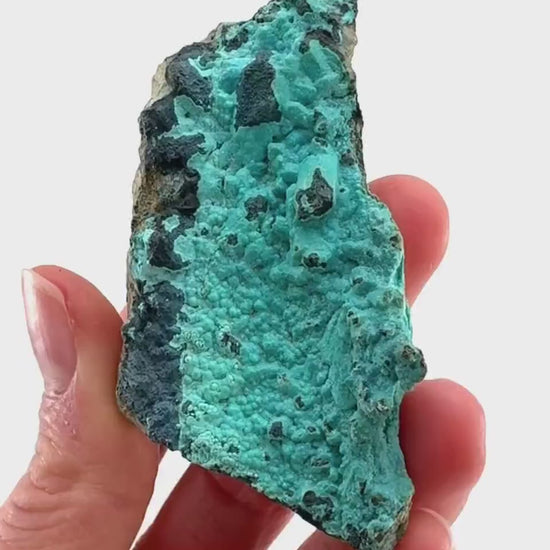 Chrysocolla Specimen (Congo), raw chrysocolla, botryoidal chrysocolla, chrysocolla crystal, rare crystals