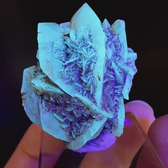 Golden Selenite Rosette | Fluorescent UV Reactive Gypsum Crystal