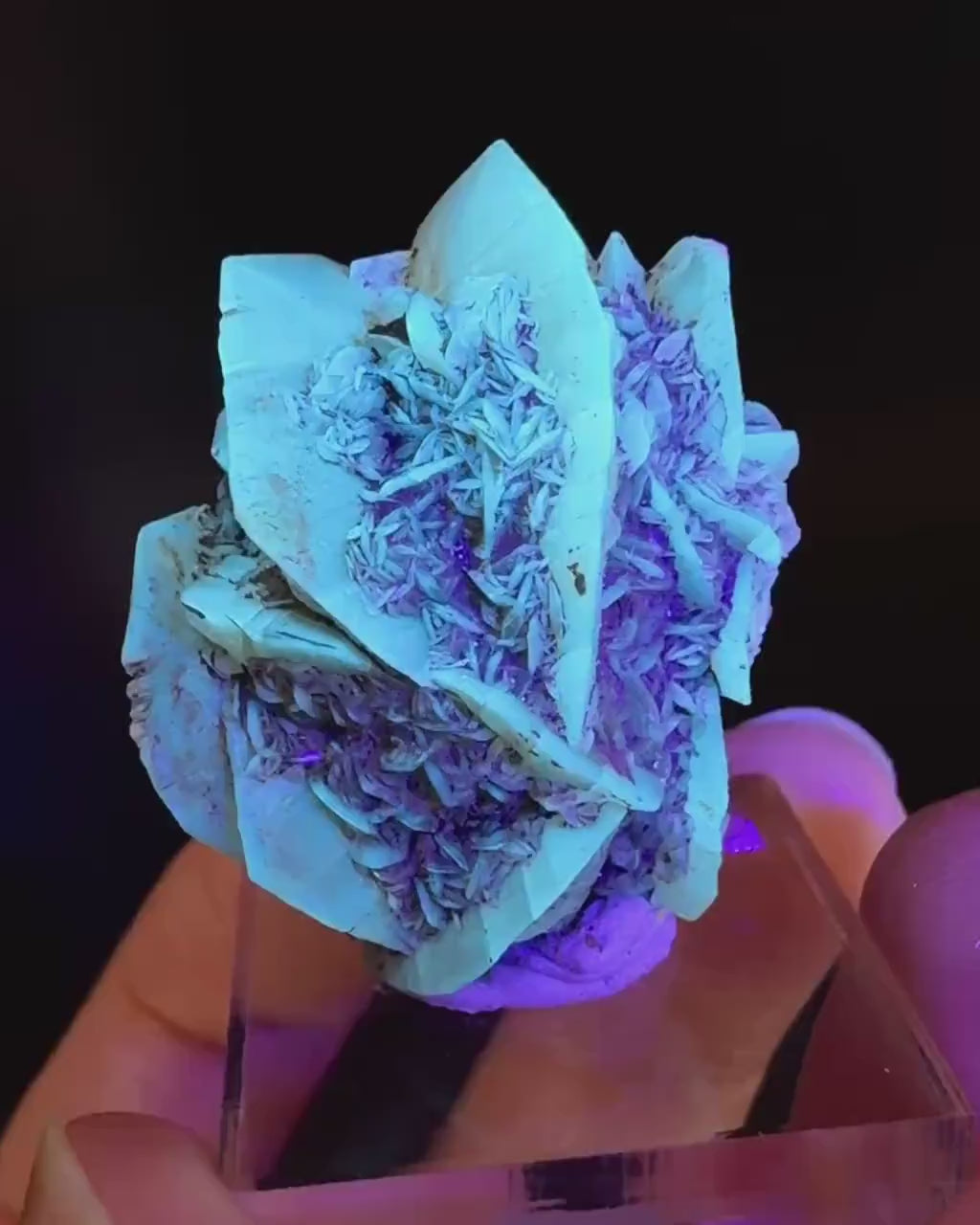 Golden Selenite Rosette | Fluorescent UV Reactive Gypsum Crystal