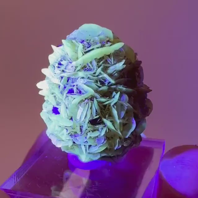Fluorescent & Phosphorescent Golden Selenite  (Canada) | selenite rosette, selenite crystal, UV reactive crystal, crystals